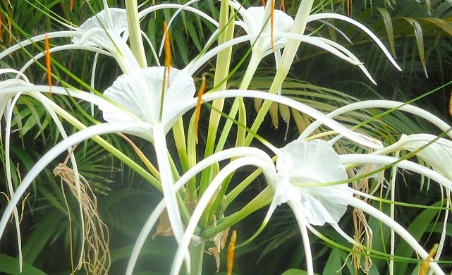 Profitable Lily Flower Farming In India With Guidance 